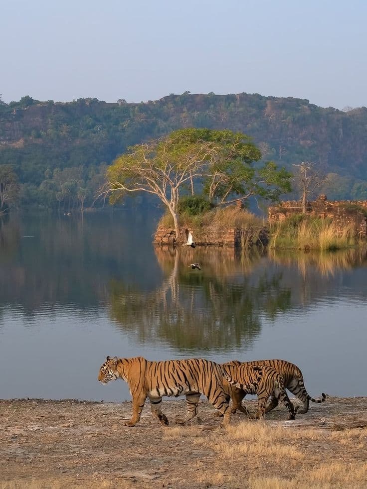 Ranthambore Wildlife Safari